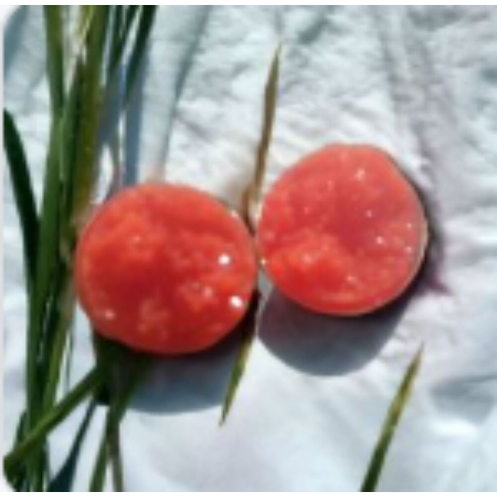 Red Coral Druzy Rock Stud Earrings w/Silver Color Base, Dime Size, Kid Friendly